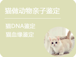 重庆猫做动物亲子鉴定